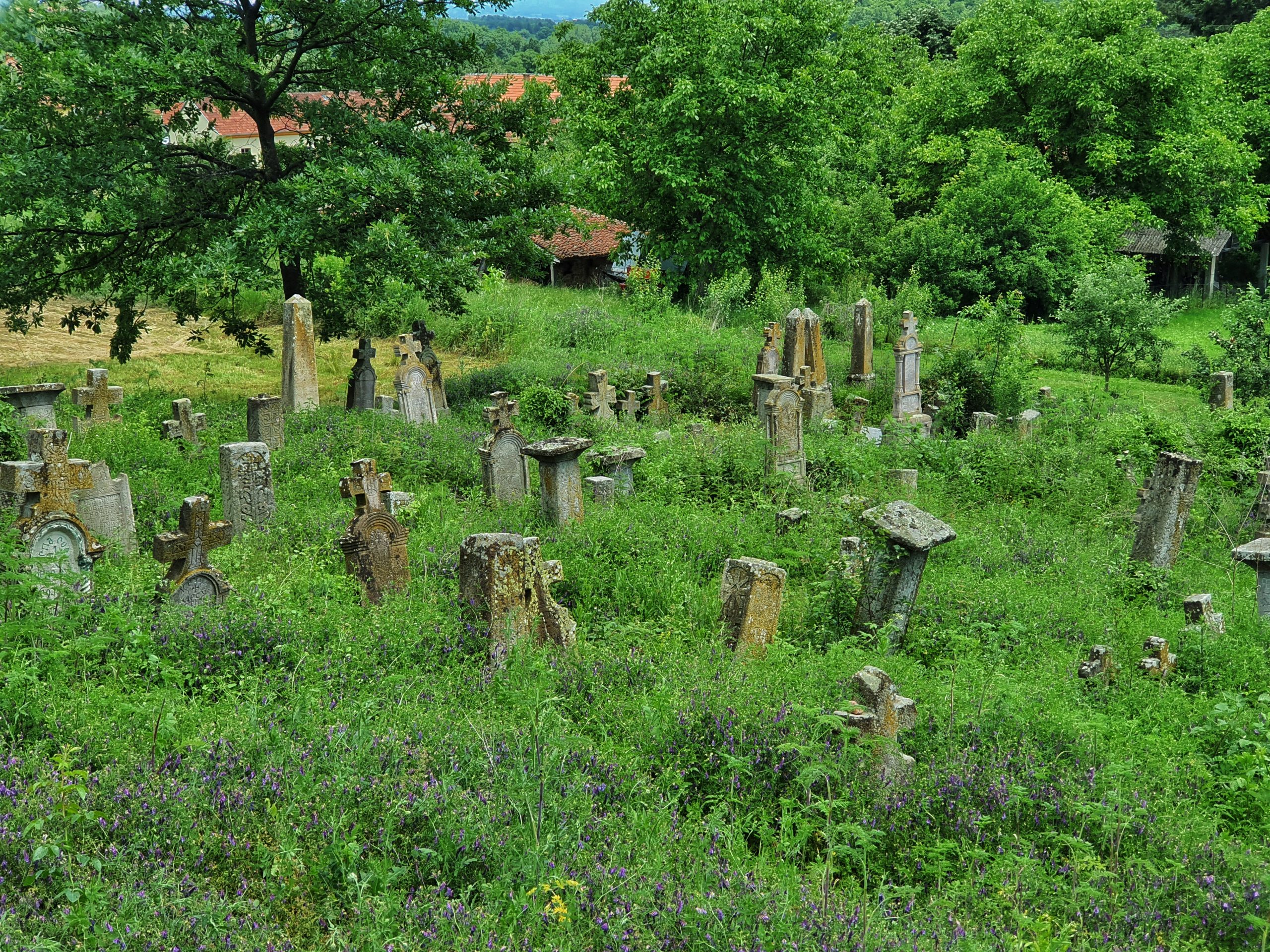 Staro groblje zaraslo u travu na putu za Borački krš